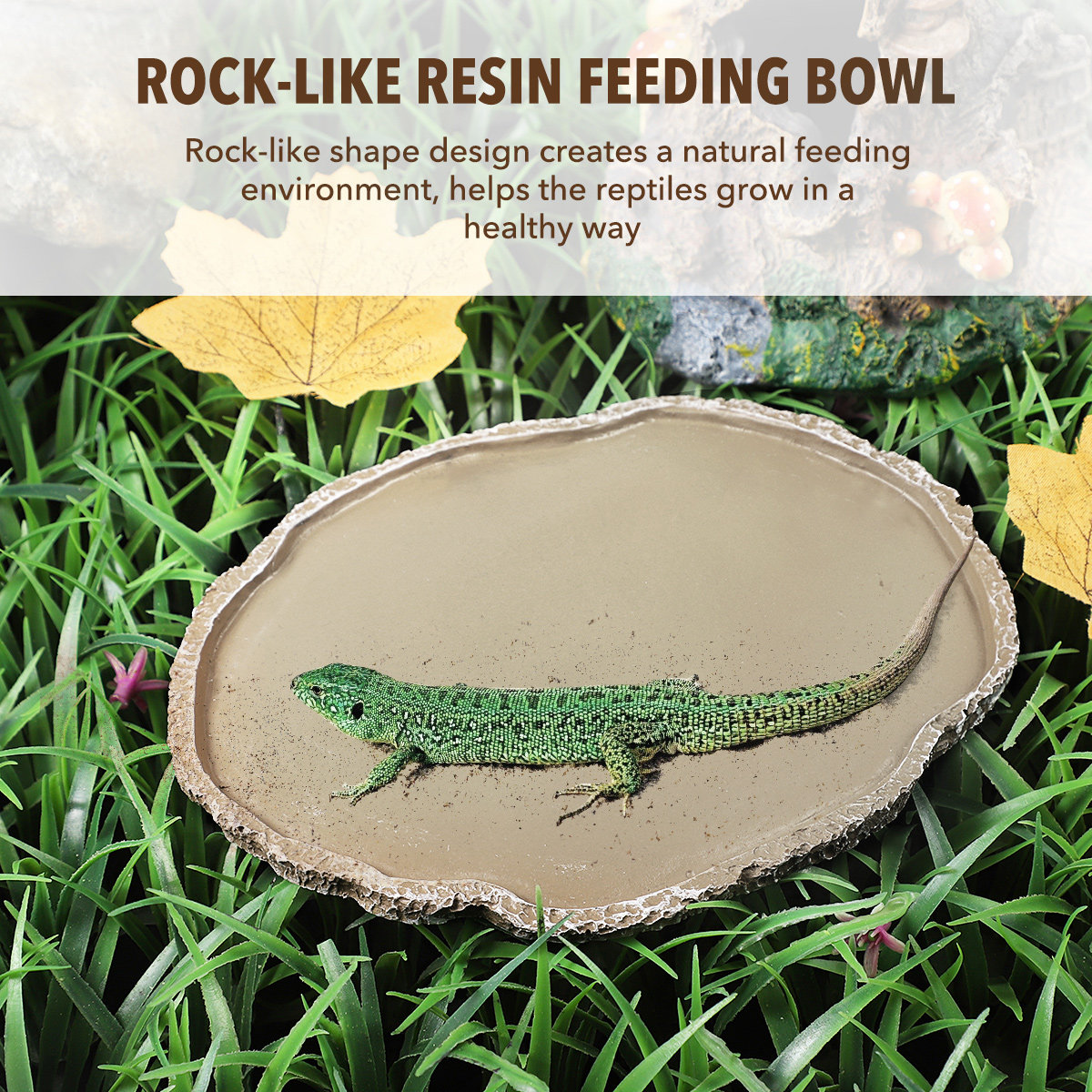 ชามอาหารสัตว์เลื้อยคลานทำจากเร - Water Dish Reptile บทวิจารณ์และราคา