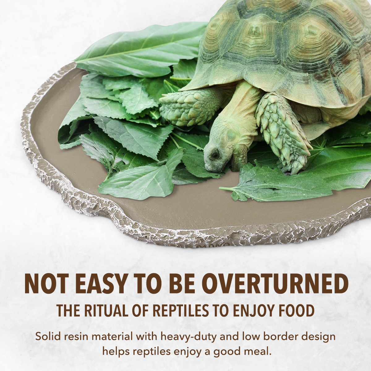 ชามอาหารสัตว์เลื้อยคลานทำจากเร - Water Dish Reptile บทวิจารณ์และราคา